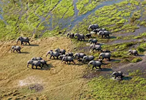 Roaming: African Elephant breeding herd roaming in a freshwater