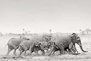 Stampede: African Elephant - breeding herd stampede across
