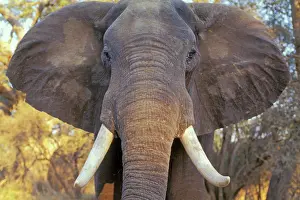 Charging: African elephant Bull. Being aggressive