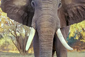 Charging: African Elephant Bull - being aggressive