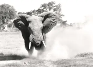 Charge: African Elephant - bull displaying aggressive behaviour