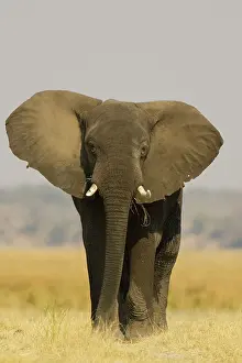 Warn: African Elephant - Bull displays his ears in order