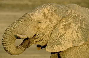Appearance: African Elephant - bull drinking at a waterhole