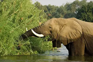Zambezi: African Elephant - Bull feeding on a grassy reed