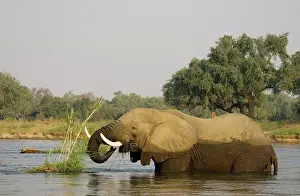 Zambezi: African Elephant - Bull feeding on a little grass