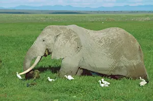 Disturbed: African Elephant - bull feeding in swamp - birds