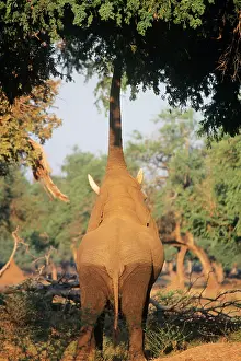Limbs: African ELEPHANT - bull feedng on tree limbs