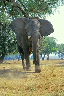 Acacias: African ELEPHANT bull - giving photographer a bluff charge