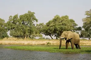 Zambezi: African Elephant - Bull grazing on a little island