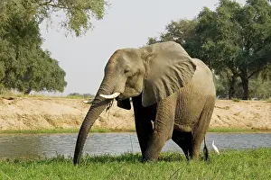 Zambezi: African Elephant - Bull grazing on a little island