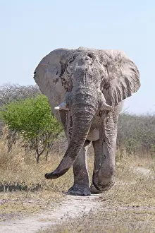 Nxai: African elephant bull (Loxodonta africana) walks