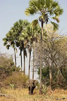 Coriacea: African Elephant - Bull below Makalani or Lala