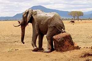 Rubbing: African Elephant bull rubbing his back on a rock