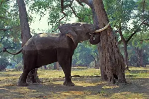 Pick: African Elephant - Bull shaking acacia tree to