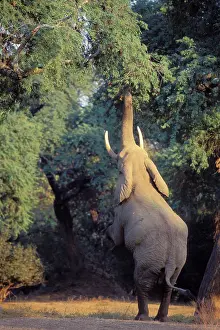 Acacias: African Elephant - Bull shaking acacia tree to