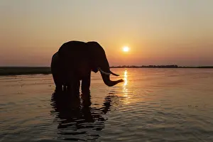 Chobe: African Elephant - bull at sunset in the Chobe River