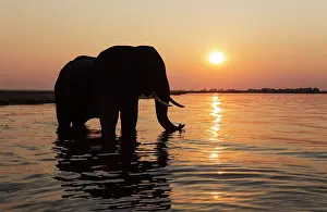 Chobe: African Elephant - bull at sunset in the Chobe River