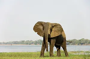 Zambezi: African Elephant - Bull has been taking a bath