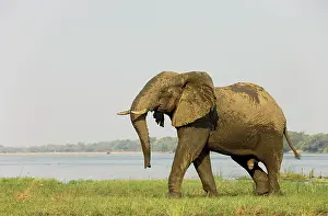 Zambezi: African Elephant - Bull has been taking a bath