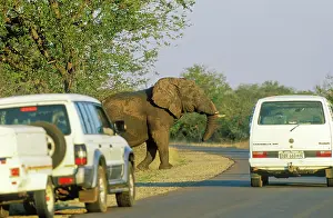 Access: African Elephant - bull and tourist vehicles at