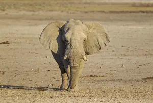 140318: African Elephant - bull on his way to a waterhole