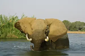 Zambezi: African Elephant - Bull in the Zambezi River has
