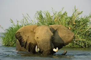 Zambezi: African Elephant - Bull in the Zambezi River has