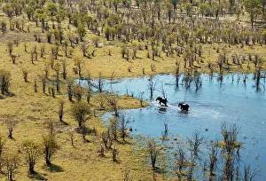 Mopane: African Elephant two bulls have been bathing in