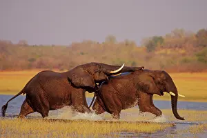 Submissive: African Elephant - Bulls engaging in dominance behavior