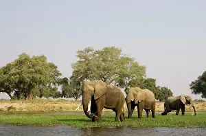 Zambezi: African Elephant - Bulls grazing on a little island