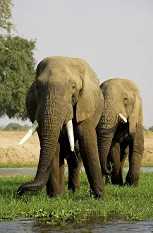 Zambezi: African Elephant - Bulls grazing on a little island