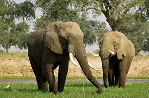 Zambezi: African Elephant - Bulls grazing on a little island