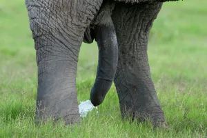 Penis: African Elephant - bull's penis - urinating