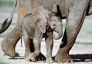 Size: African ELEPHANT - and calf