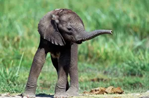 Jean-michel Labat: African Elephant - calf