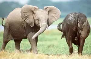 Caffer: African Elephant - calf with African / Cape Buffalo