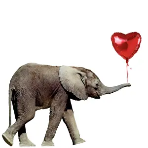 310320: African Elephant - calf carrying a red heart shaped balloon