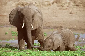 Muddy: African Elephant and Calf drinking