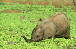 Pistia: African Elephant - calf drinking at a waterhole