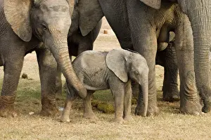 Stroking: African Elephant - calf being fondled by adult
