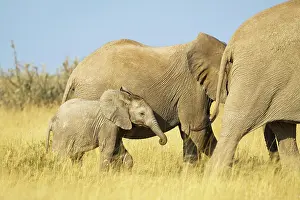 Nosed: African elephant calf (Loxodonat africana) walks