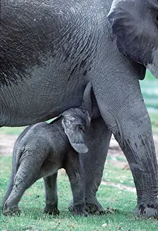 Hours: African ELEPHANT CALF - new born (3 hours old) suckling