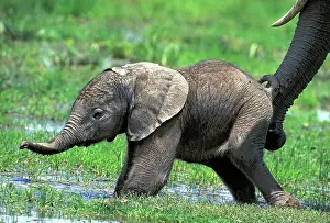 Learning: African Elephant - calf being supported by adults trunk