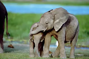 Touching: African Elephant - calves playing