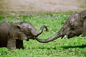Temperature: AFRICAN ELEPHANT - two calves playing at a waterhole