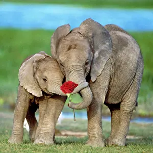 Savannahs: African Elephant, two calves with red rose and