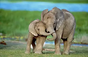 Savannahs: African ELEPHANT - two calves with trunks together