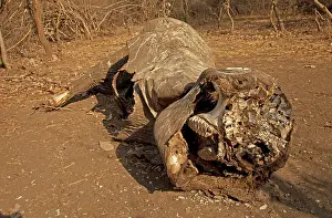 Poached: African Elephant carcass of poached elephant