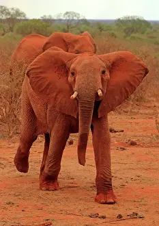 Charging: African Elephant charging