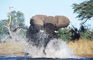 Charging: AFRICAN ELEPHANT - charging through water